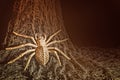 Halloween fun, spider skeleton climbing up a net