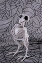 Halloween funky skeleton bird standing on a spider web background Royalty Free Stock Photo