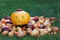 Halloween funny pumpkin with autumn harvest potatoes, carrots, beets on a green grass