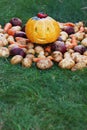 Halloween funny pumpkin with autumn harvest potatoes, carrots, beets on a green grass