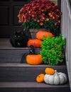 Halloween garden composition with a black cat, orange pumpkins, chrysanthemum potted, front door steps decoration Royalty Free Stock Photo