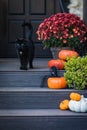 Halloween garden composition with a black cat, orange pumpkins, chrysanthemum potted, front door steps decoration Royalty Free Stock Photo