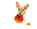 Halloween ghost dog trick or treat Royalty Free Stock Photo