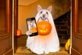 Halloween ghost dog trick or treat Royalty Free Stock Photo