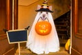 Halloween ghost dog trick or treat Royalty Free Stock Photo