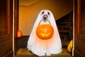 Halloween ghost dog trick or treat Royalty Free Stock Photo