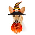 Halloween ghost dog trick or treat Royalty Free Stock Photo