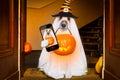 Halloween ghost dog trick or treat Royalty Free Stock Photo