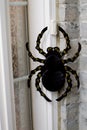 Halloween Giant Spider Decoration