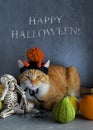Halloween ginger cat with evil hat laying down with skeleton and pumpkins on gray background