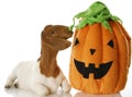 Halloween goat Royalty Free Stock Photo