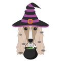 Halloween greeting card. Afghan Hound dog dressed as a witch with black and purple hat, a cauldry in the mouth and spiders falling Royalty Free Stock Photo