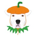 Halloween greeting card. Argentinian Dogo dog dressed as a pumpkin