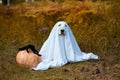 A Halloween greeting card. Beagle dog wearing a ghost costume sitting