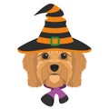 Halloween greeting card. Cavoodle dog dressed as a witch with black and orange hat and purple and black scarf