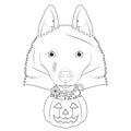 Halloween greeting card for coloring. Schipperke dog with several scars over his face and a pumpkin with candies in the mouth