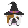 Halloween greeting card. English Bulldog dog dressed as a witch with black hat