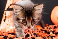 A Halloween grey kitten sits on orange candy. Beautiful card for congratulations on the holiday. Royalty Free Stock Photo