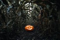 Halloween holiday background. Spooky glowing jack-o-lantern pumpkin on the ground in a cornfield. Royalty Free Stock Photo