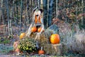 Halloween holiday display consisting of mums, pumpkins, hay bales and scare crows in Wisconsin Royalty Free Stock Photo