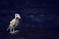 Halloween holiday photo of raven bird skeleton over black wooden background. Royalty Free Stock Photo