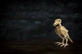 Halloween holiday photo of raven bird skeleton over black wooden background.