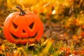 Halloween holiday symbol. Pumpkin Jack lantern in the autumn forest.Autumn holidays traditional background. Halloween