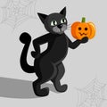 Black halloween cat on hind legs holds pumpkin