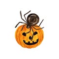 Halloween illustration with pampkin and spider Royalty Free Stock Photo