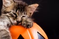 A Halloween kitten with bat wings sleeps in a pumpkin on a black background. Copy space for text. Royalty Free Stock Photo