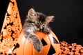 A Halloween kitten with bat wings sleeps in a pumpkin on a black background. Royalty Free Stock Photo