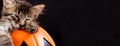 A Halloween kitten with bat wings sleeps in a pumpkin on a black background. Long banner, place for text. Royalty Free Stock Photo