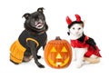 Halloween Kitten and Dog With Pumpkin