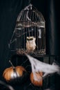 Halloween mystic witch spider web owl cage