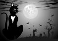 Halloween night black cat greeting card Royalty Free Stock Photo