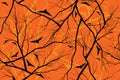 Halloween orange background grunge image of forest Royalty Free Stock Photo