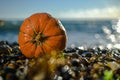 Halloween orange pumpkin on pebble beach sea coast