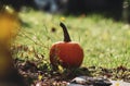 Halloween park decor with a pumpkin Royalty Free Stock Photo