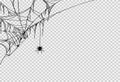 Halloween party background with spider hanging from spiderwebs isolated png or transparent texture,blank space for text,element