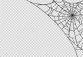 Halloween party background with spiderwebs isolated png or transparent texture,blank space for text,element template for poster,