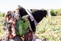 Halloween party celebration with a close up of a fun friendly green face witch scarecrow