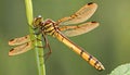 Halloween Pennant Dragonfly adult hanging resting