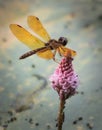 Halloween Pennant dragonfly against a watery background