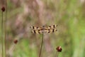 A Halloween Pennant Dragonfly amid dry thistle plants in a meadow in Alafia State Park Lithia Florida Royalty Free Stock Photo