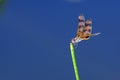 Halloween Pennant Dragonfly - Celithemis eponina