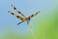 Halloween Pennant Dragonfly - Celithemis eponina