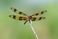 Halloween Pennant Dragonfly - Celithemis eponina