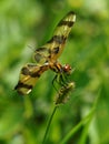 Halloween Pennant Dragonfly with Insect Wing
