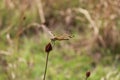 Halloween Pennant Dragonfly lands on a dry thistle plant in Alafia State Park Lithia Florida. Royalty Free Stock Photo