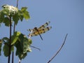 a Halloween Pennant dragonfly on a maple sapling, against a clear blue sky Royalty Free Stock Photo